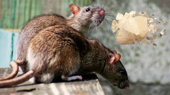 How to get rid of rats without killing know 4 hacks 