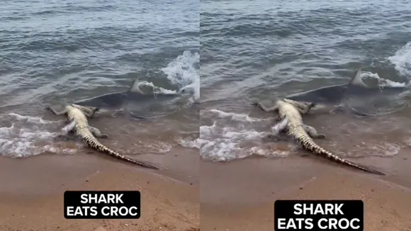shark eating crocodile