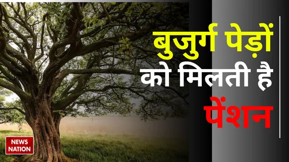 Pension to Old trees more than 75 years know everything