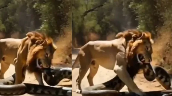 lion and python video