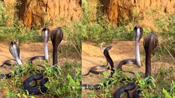 viral cobra snake video