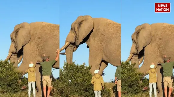 viral hathi video