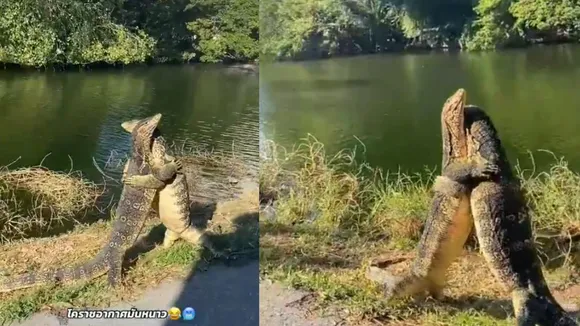 monitor lizard romance viral video