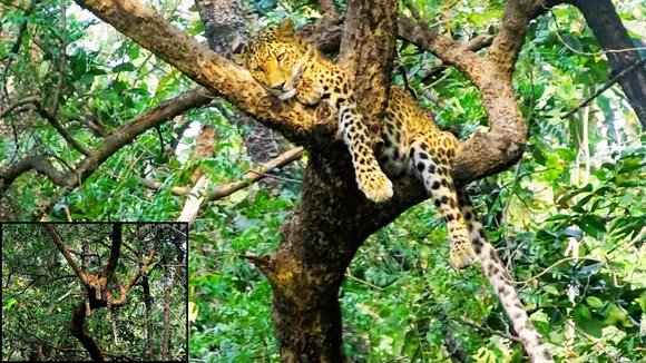 satpura tiger reserve Leopard