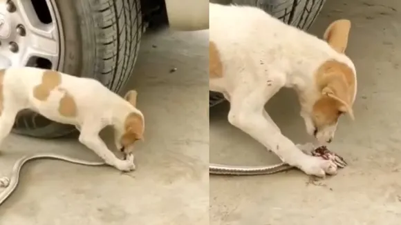 dog killed snake