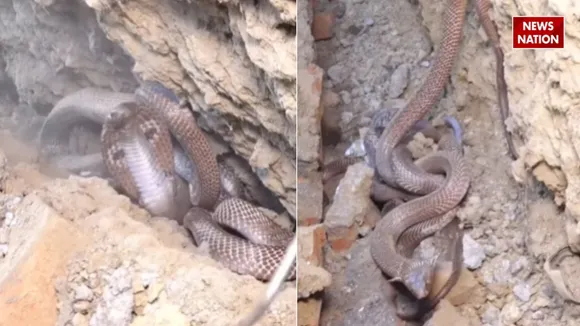 Viral cobra video