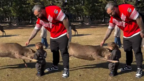 Viral news deer hitting video