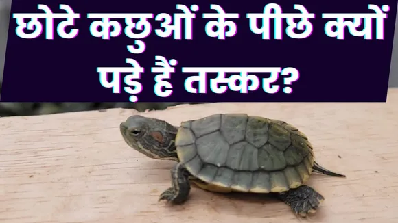 turtles smuggling
