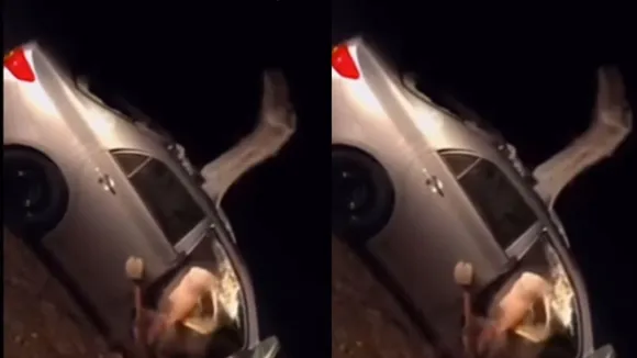 VIRAL CAMEL ACCIDENT VIDEO