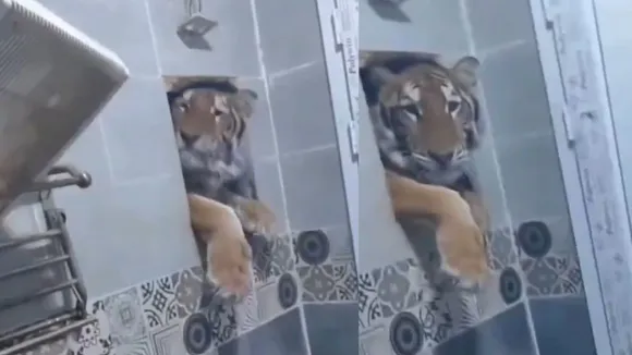 viral tiger video in bathroom