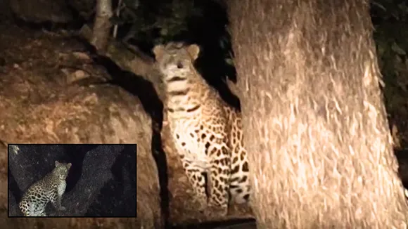 panic in officers colony leopard sitting