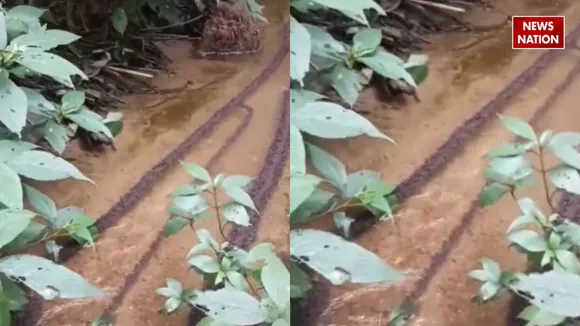 ant make bridge
