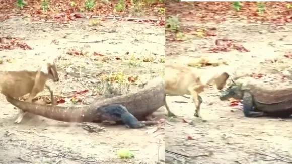 viral video of wildlife