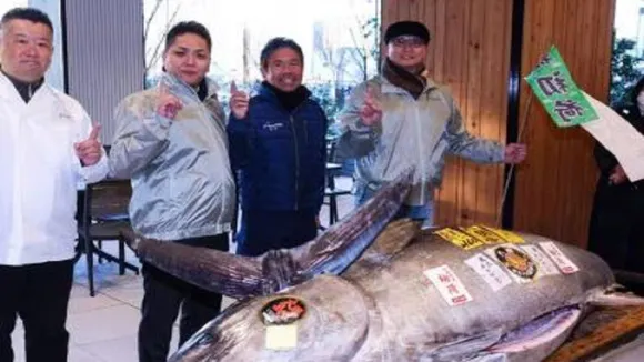 tuna fish