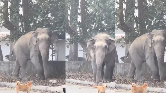 Viral hathi attack video