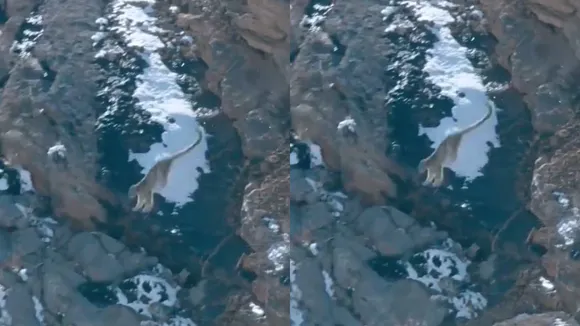 Viral snow leopard