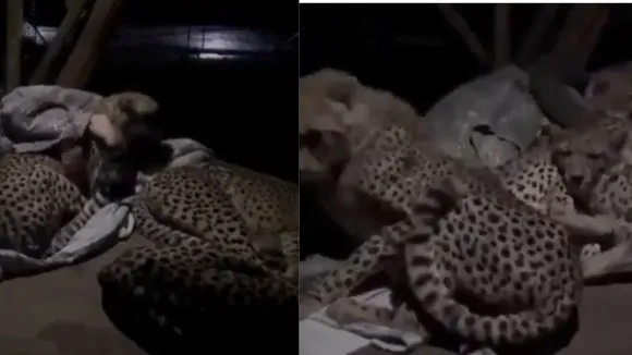 Viral Cheetah Wildlife Video