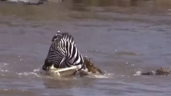 fight between zebra and crocodile