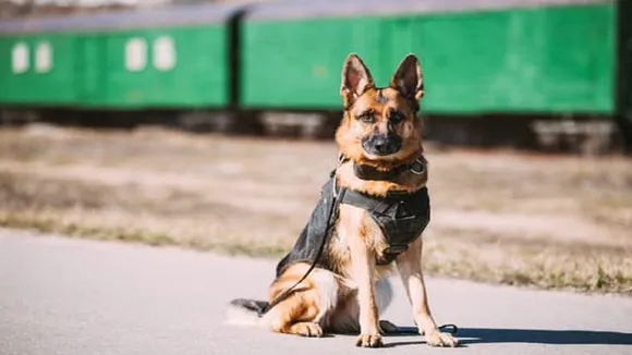 army dog