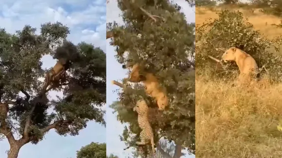 Leopard and Lion fight video