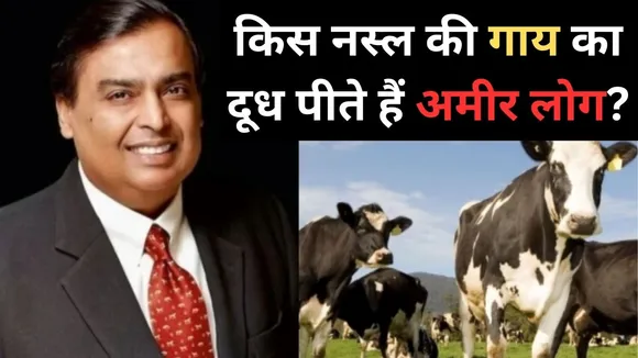cows milk