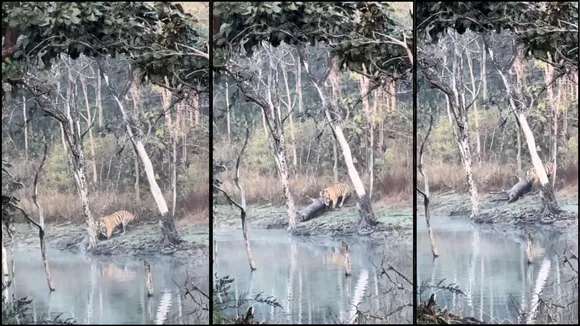 narmadapuram tiger hunted sambhar by jumping into the water pool