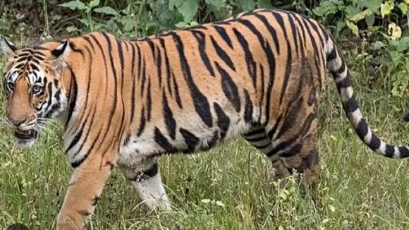 tiger attack child