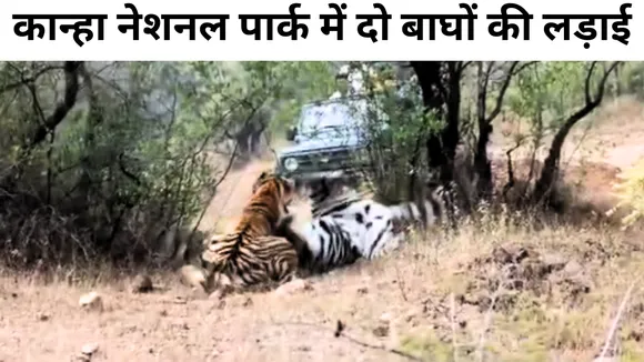  kanha national park fight between tigers in kanha zone mandla viral video 