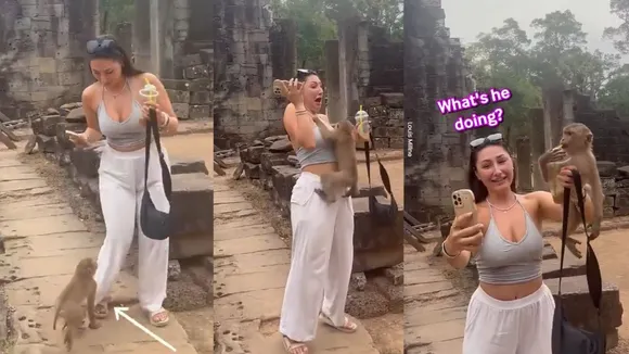 viral monkey videos