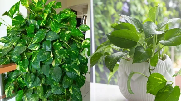 Money Plant