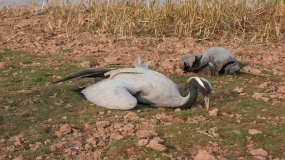 jaisalmer bird flu
