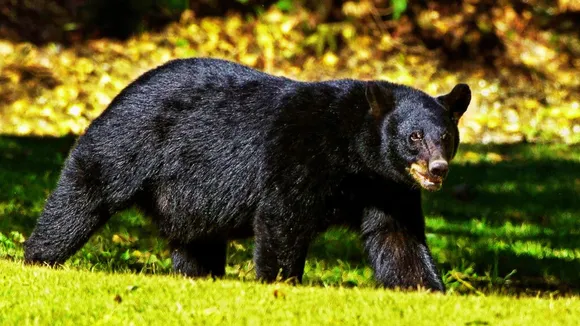 video of bear attack