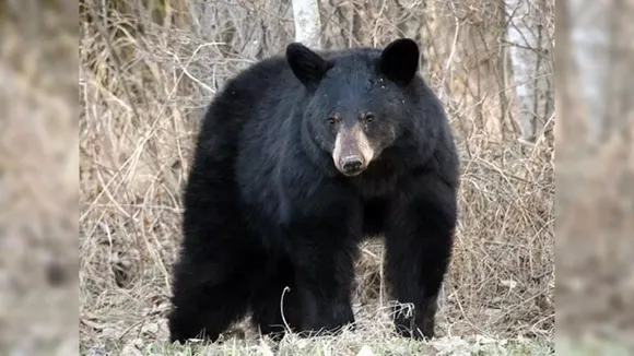 chhattisgarh bear attack