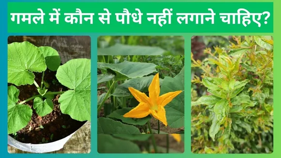 Gardening Tips In Hindi