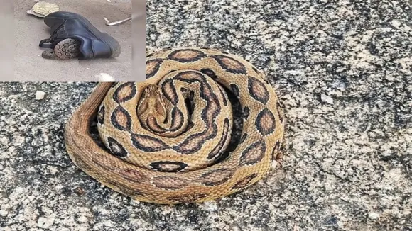 Bhopal snake found in shoes