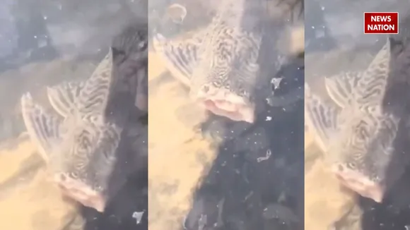 headless fish 