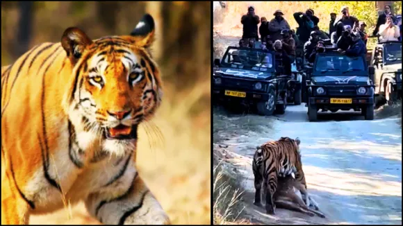 panna tiger hunted chital tourists