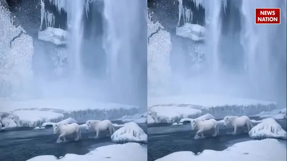 WHITE HORSE VIRAL VIDEO