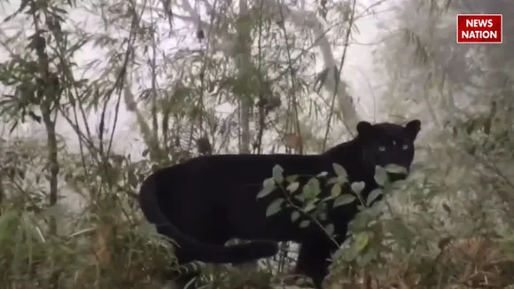 black big cat viral video