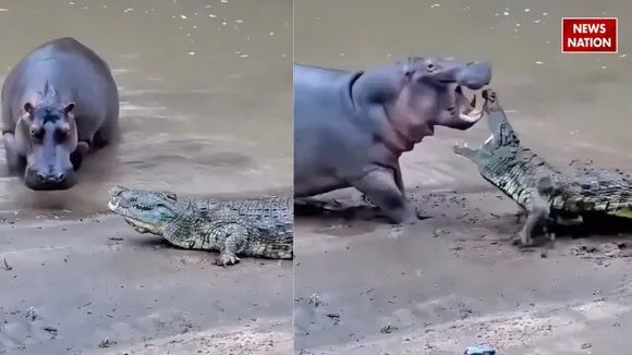 Hippopotamus and crocodile fight