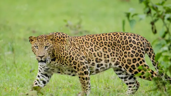 hamirpur leapard found