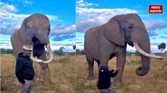 viral video elephant funny video
