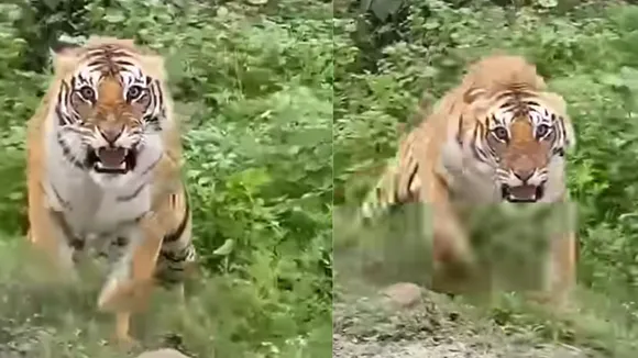 Viral tiger attack on tourist