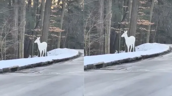 Viral News white deer