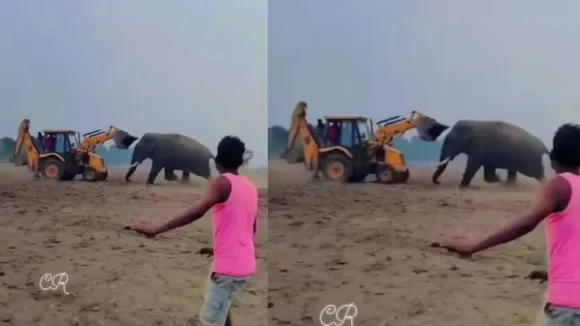 elephanat attack video