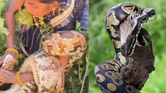 Viral python video