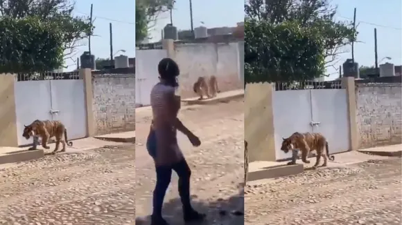 Viral tiger video social media