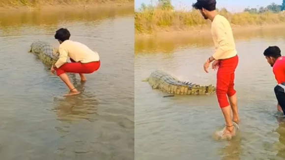 Viral wildlife crocodiel video social media