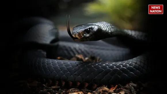 BLACK MAMBA VIRAL VIDEO
