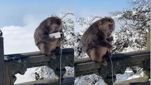 monkey viral video ,today